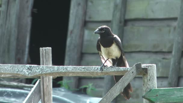 Magpie. — Stock Video