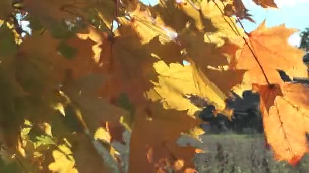 Árbol de arce. — Vídeo de stock