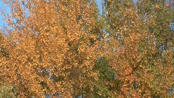 Árboles de otoño . — Vídeo de stock