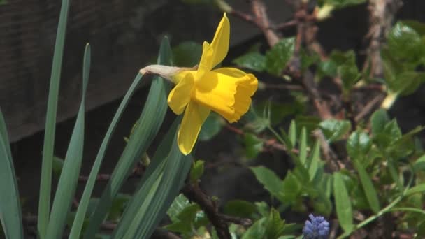 Narcissuses σε ένα κρεβάτι. — Αρχείο Βίντεο