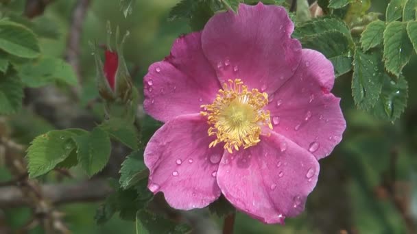 Arbuste rose .