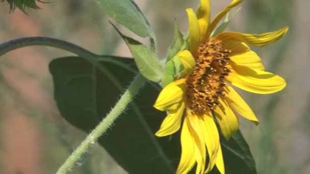 Tournesol. — Video