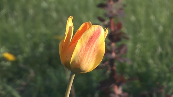 Tulipan. — Wideo stockowe
