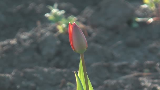 Tulipani. — Video Stock