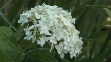 Cornus Alba.