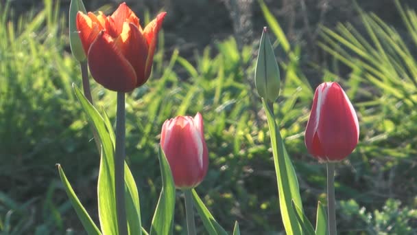 Tulipani. — Video Stock