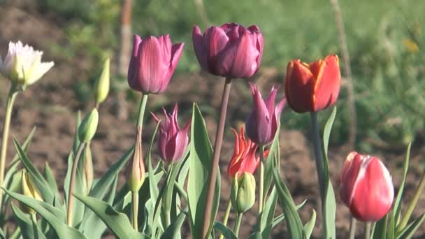 Tulips. — Stock Video