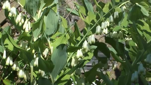 Lys de jardin de la vallée . — Video