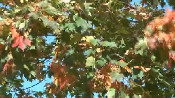 Maple leaves. — Stock Video