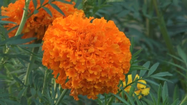 Caléndula naranja . — Vídeo de stock