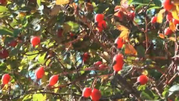 Rosehips. — Stock Video