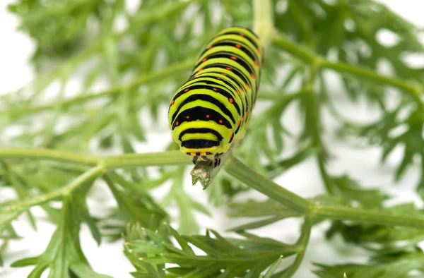 Rups. — Stockfoto