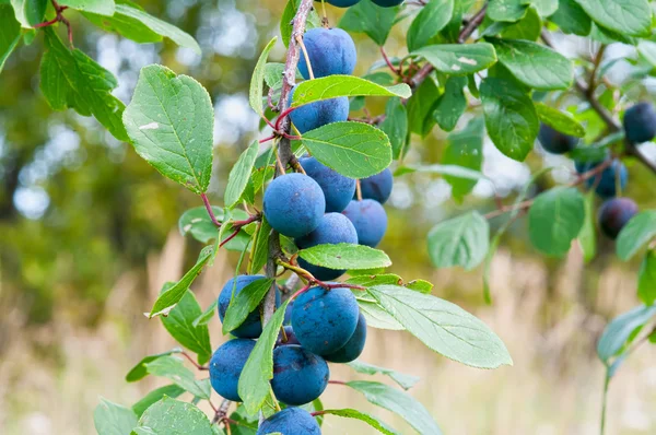 Sloe. — Stockfoto