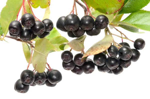 Aronia. — Zdjęcie stockowe