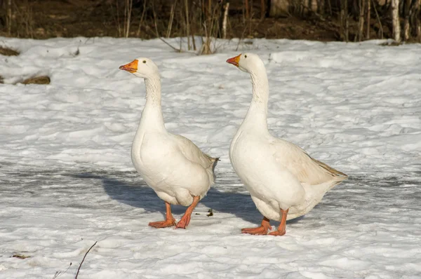 White geese. — Stock Photo, Image