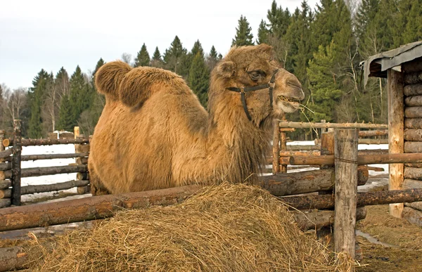 Camelo . — Fotografia de Stock