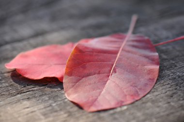 Ahşap arka planda sonbahar yaprakları