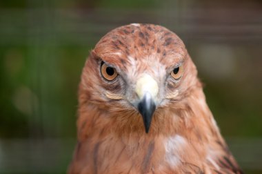 yakın çekim Şahin