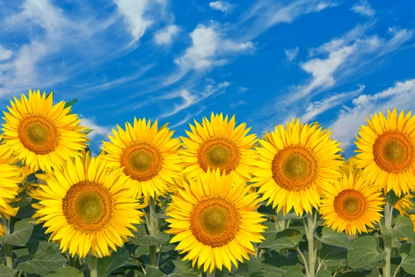 Sunflowers field — Stock Photo, Image