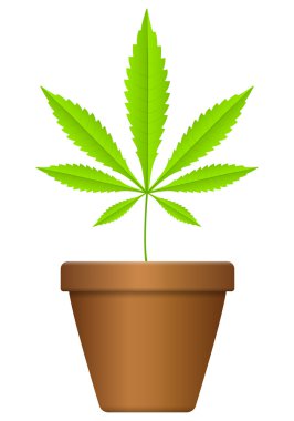Saksının marihuana yaprağı