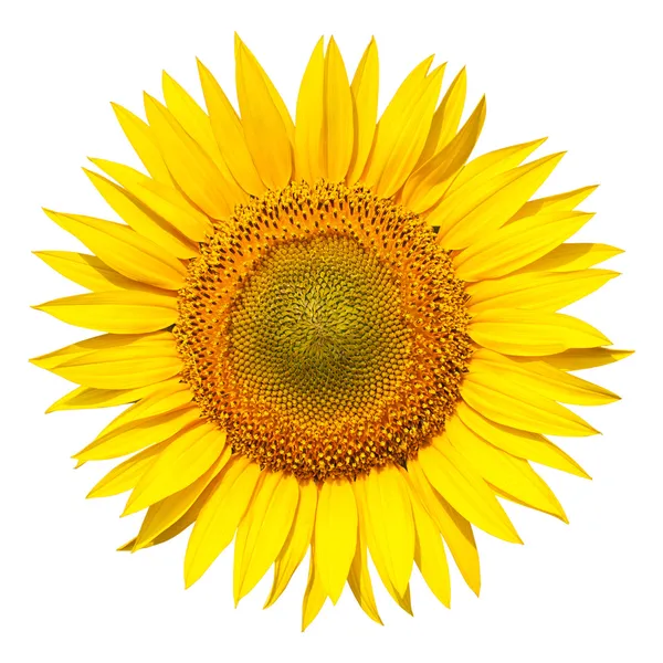 Sunflower isolated — Stock Photo, Image