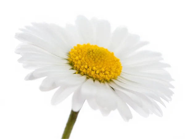 Macro daisy 5 — Stock Photo, Image