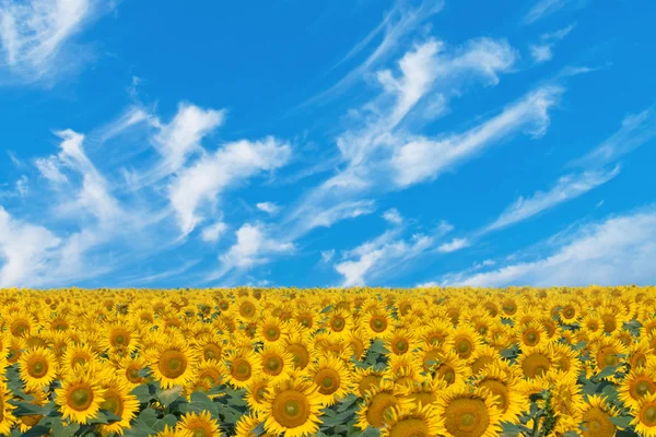 Girasoles de campo 2 — Foto de Stock