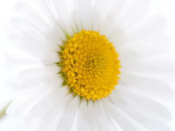 Macro marguerite — Photo