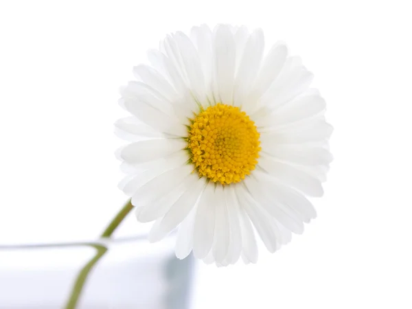 Singel daisy 3 — Stock Photo, Image