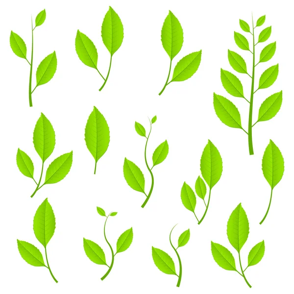 Green plants set — Stock Vector