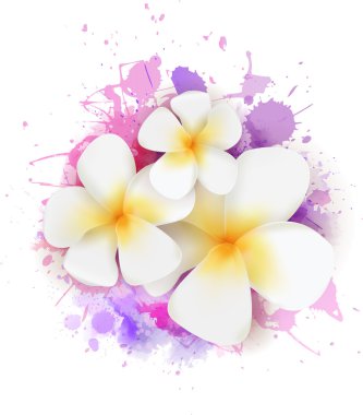 plumeria çiçekler ile arka plan