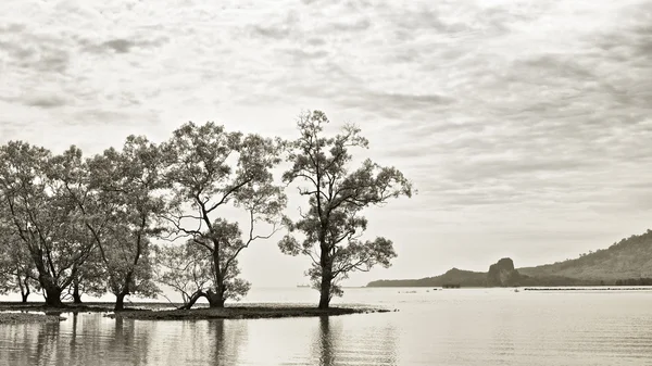 Koh libong plank — Stockfoto