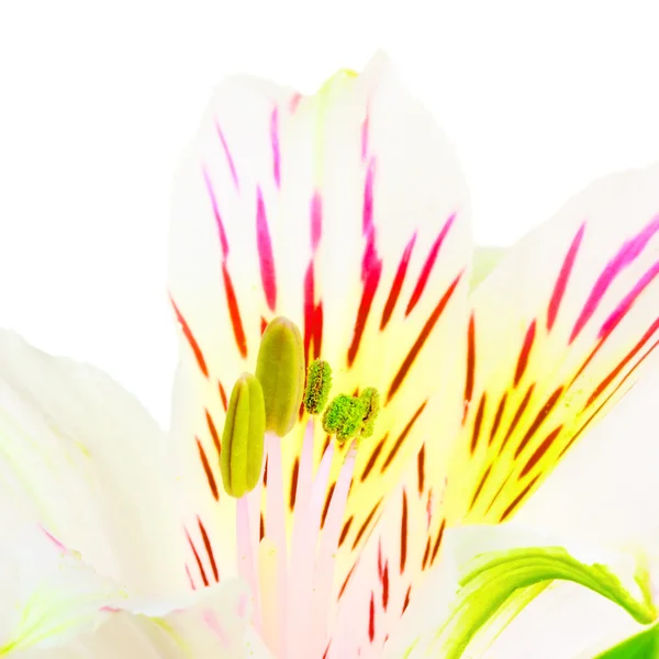 White Lily — Stock Photo, Image