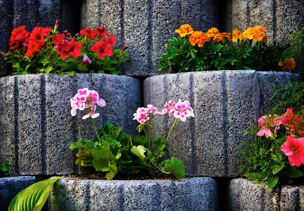 Stone Flowerbed Wall — Stock Photo, Image