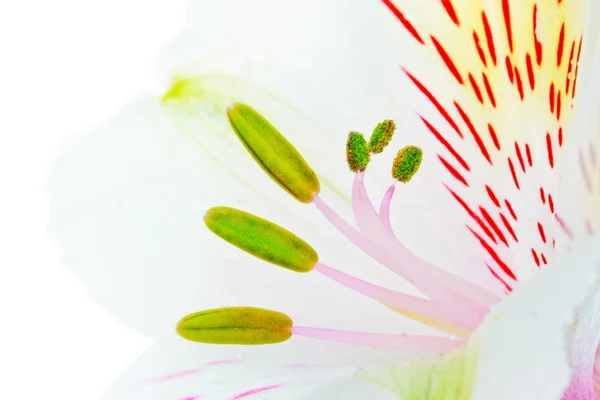 White Lily — Stock Photo, Image