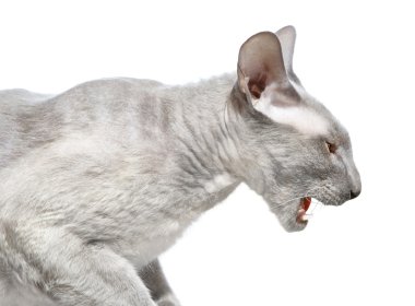 Angry Peterbald Cat clipart