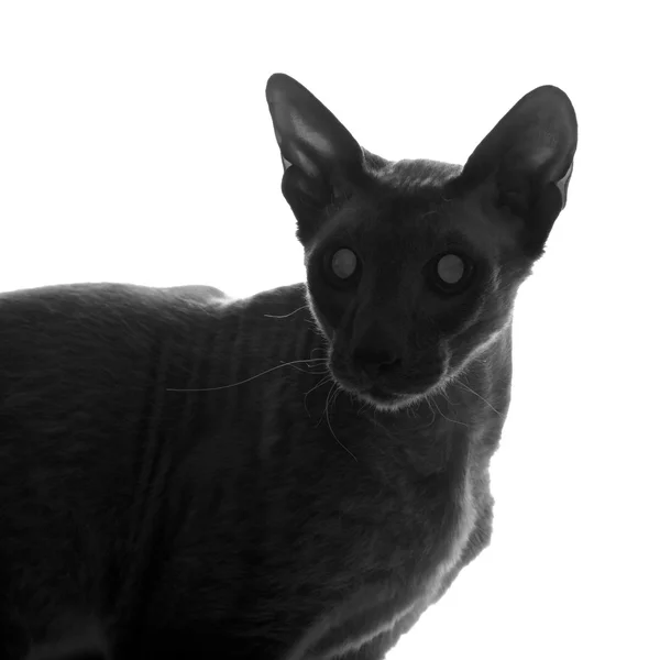 Peterbald kedi siluet — Stok fotoğraf