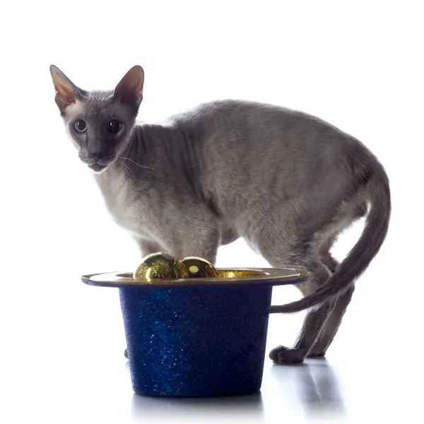 Peterbald kat — Stockfoto