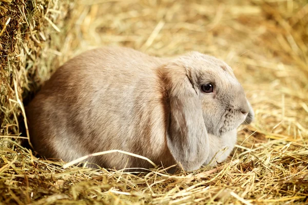 Lop-earred Rabbit — Stock Photo, Image