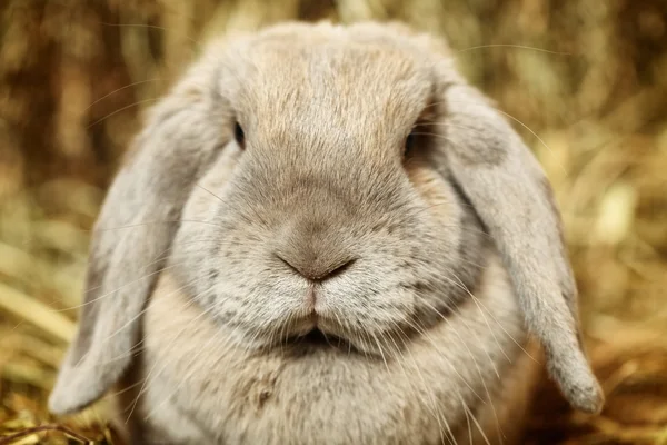 롭부리 earred 토끼 — 스톡 사진