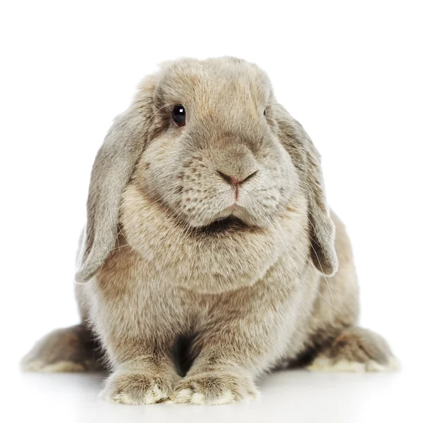 垂れ earred ウサギ — ストック写真
