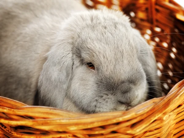 Lop-earred Rabbit — Stock Photo, Image