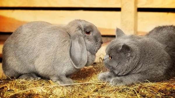 Gatto e coniglio — Foto Stock