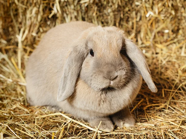 Lop-earred Rabbit — Stock Photo, Image