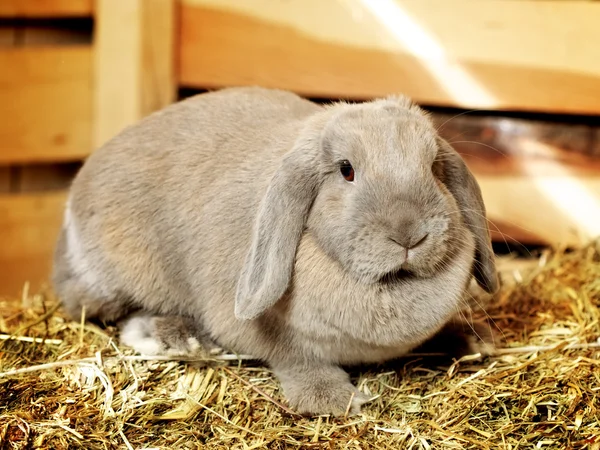 Lop-earred Rabbit — Stock Photo, Image