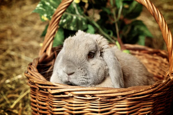 Conejo con orejeras — Foto de Stock