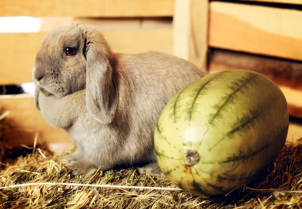 Coniglio dalle orecchie di luppolo — Foto Stock