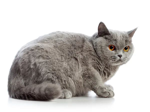 Britânico gato shorthair — Fotografia de Stock