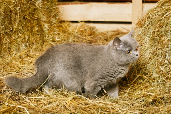 Británico taquigrafía gato — Foto de Stock