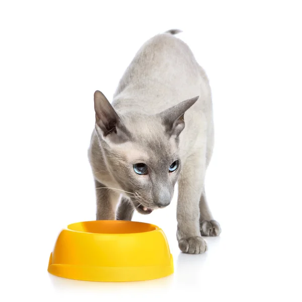 Angry Peterbald Cat Next Bowl — Stock Photo, Image